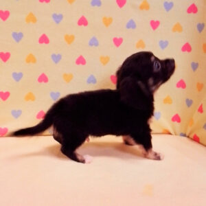 ミックス犬 - 画像 (4)