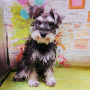 Alternative view of ミニチュア・シュナウザー