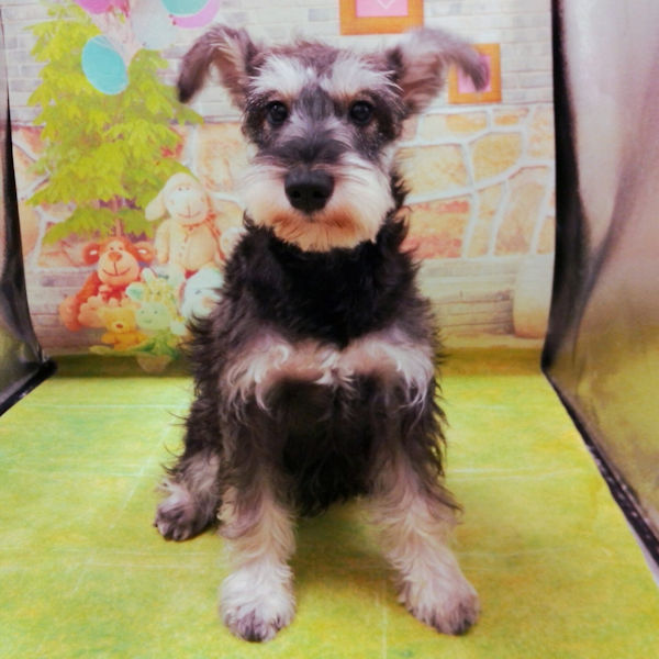 ミニチュア・シュナウザー - 画像 (2)