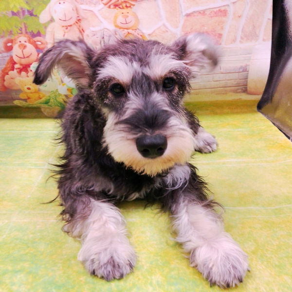 ミニチュア・シュナウザー - 画像 (3)