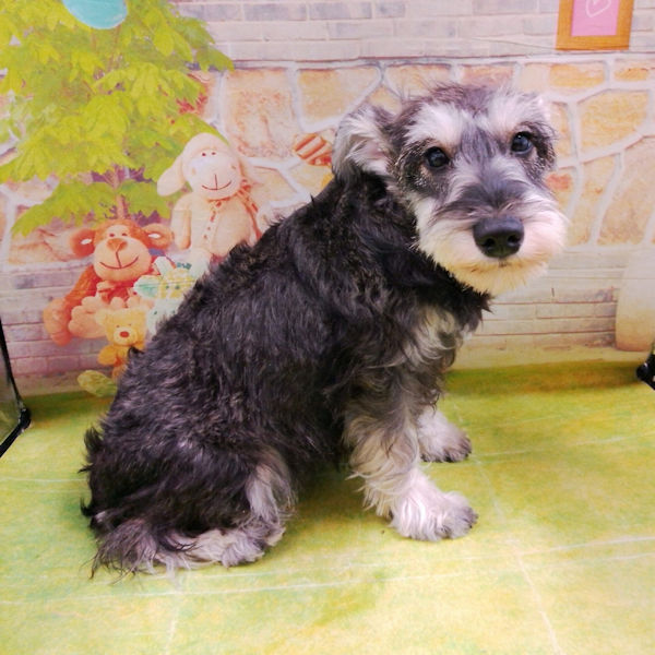 ミニチュア・シュナウザー - 画像 (4)