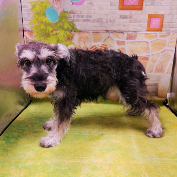 ミニチュア・シュナウザー - 画像 (5)