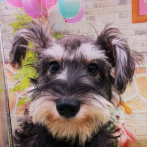 ミニチュア・シュナウザー