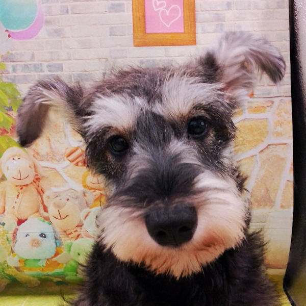 ミニチュア・シュナウザー