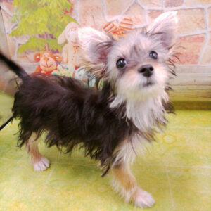 Alternative view of ミックス犬