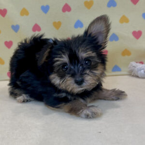 Alternative view of ミックス犬
