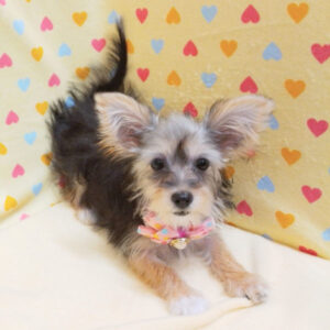 Alternative view of ミックス犬