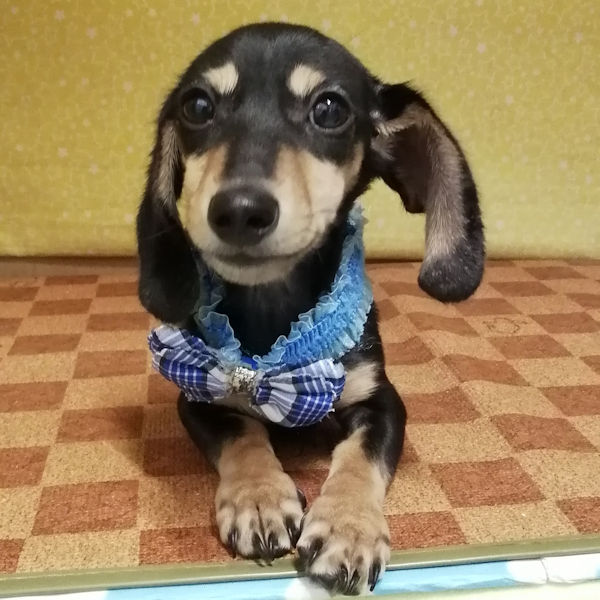 カニーンヘン・ダックスフンド(スムースヘアード) - 画像 (2)