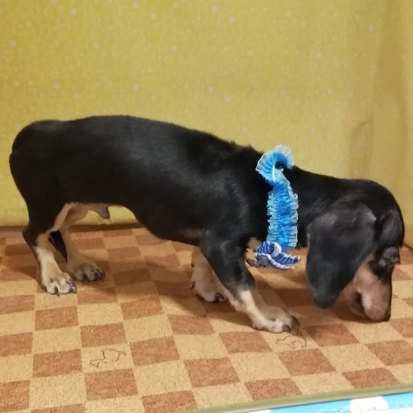 カニーンヘン・ダックスフンド(スムースヘアード) - 画像 (3)