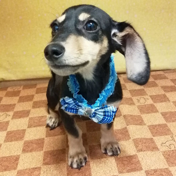 カニーンヘン・ダックスフンド(スムースヘアード) - 画像 (4)