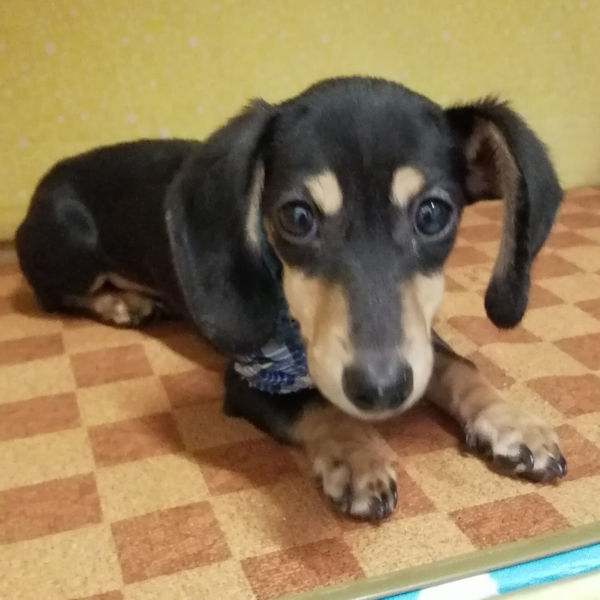 カニーンヘン・ダックスフンド(スムースヘアード) - 画像 (5)