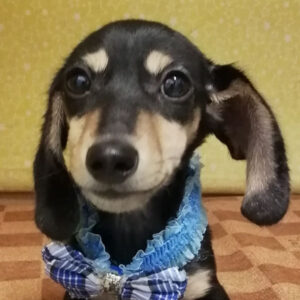 カニーンヘン・ダックスフンド(スムースヘアード)