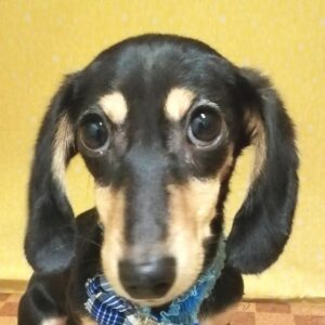 カニーンヘン・ダックスフンド(スムースヘアード)