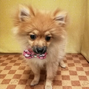 Alternative view of ポメラニアン