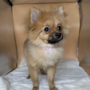 Alternative view of ポメラニアン