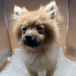 Alternative view of ポメラニアン