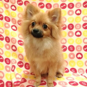 Alternative view of ポメラニアン