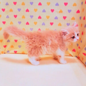 ミヌエット - 画像 (3)