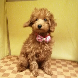 Alternative view of トイ・プードル