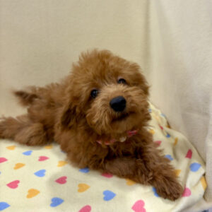 Alternative view of トイ・プードル