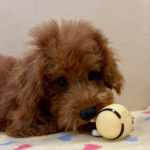 トイ・プードル