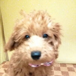 トイ・プードル