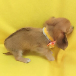 ミックス犬 - 画像 (4)