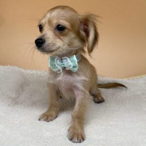 Alternative view of ミックス犬