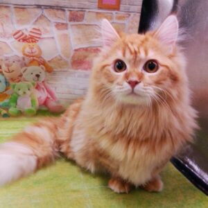 Alternative view of ミヌエット