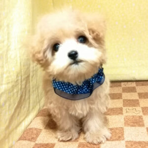 Alternative view of ミックス犬