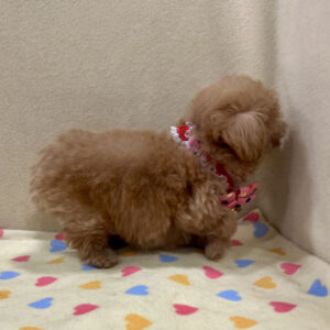 ミックス犬 - 画像 (3)