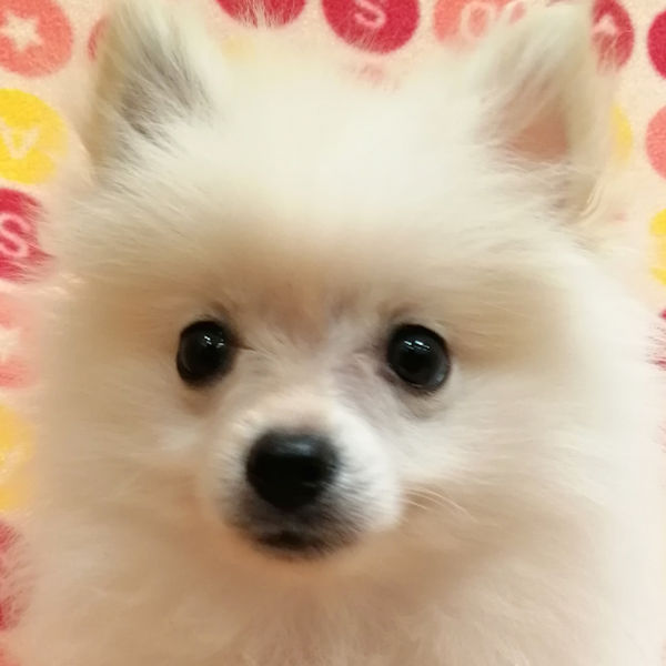 ポメラニアン