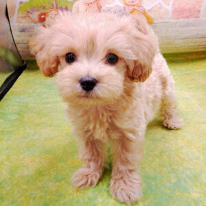 Alternative view of ミックス犬