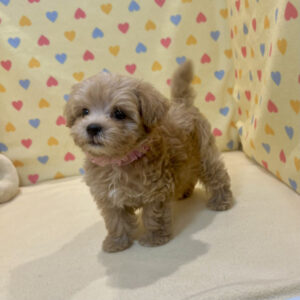 Alternative view of ミックス犬