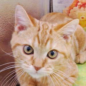 アメリカン・ショートヘアー