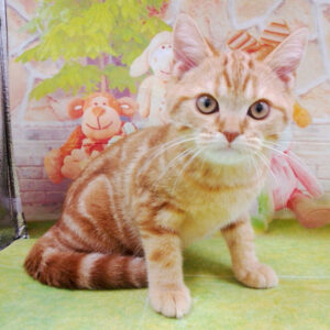 Alternative view of アメリカン・ショートヘアー