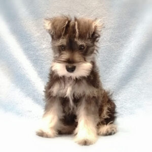 Alternative view of ミニチュア・シュナウザー