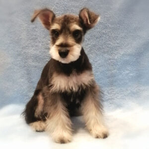 Alternative view of ミニチュア・シュナウザー