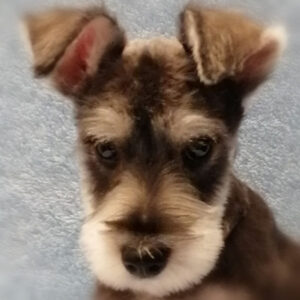 ミニチュア・シュナウザー