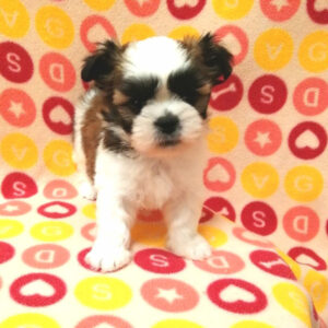 Alternative view of ミックス犬