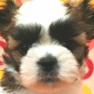 ミックス犬