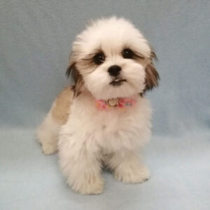 Alternative view of ミックス犬