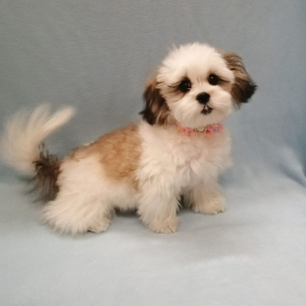 ミックス犬 - 画像 (3)