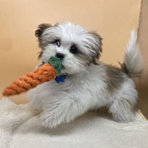 Alternative view of ミックス犬