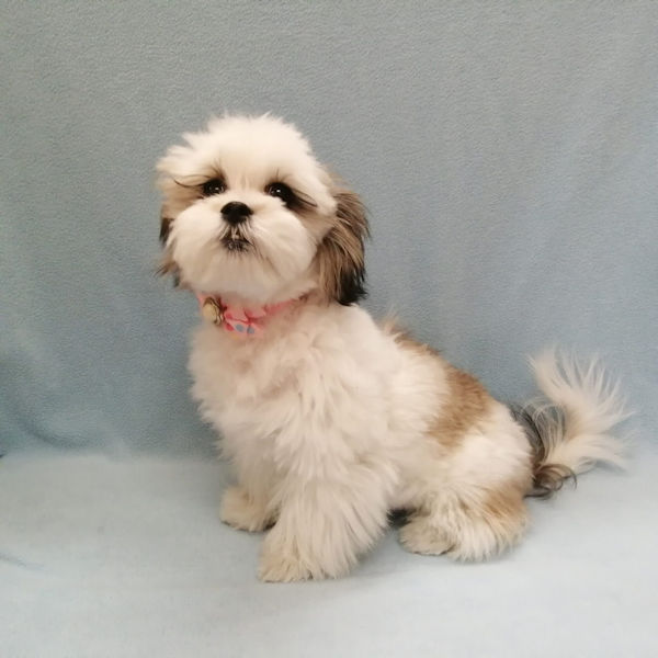 ミックス犬 - 画像 (4)