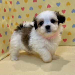 Alternative view of ミックス犬