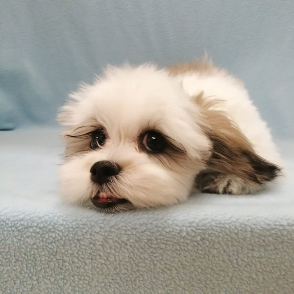 ミックス犬 - 画像 (5)