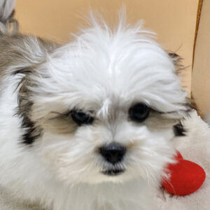 ミックス犬
