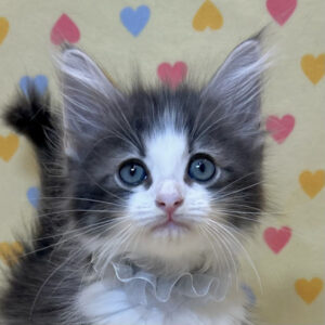 ノルウェージャン・フォレスト・キャット
