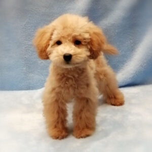 Alternative view of トイ・プードル